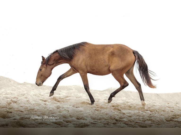 Lusitanos Yegua 1 año 158 cm Castaño in Rio Maior Lusitanos Yegua 1 año 158 cm Castaño in Rio Maior