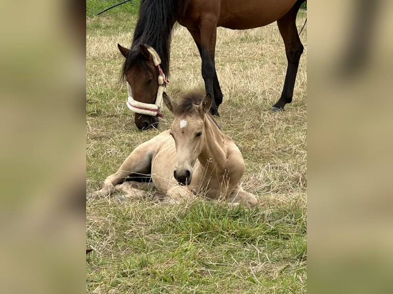 Lusitanos Yegua 1 año 160 cm Buckskin/Bayo in Bedburg