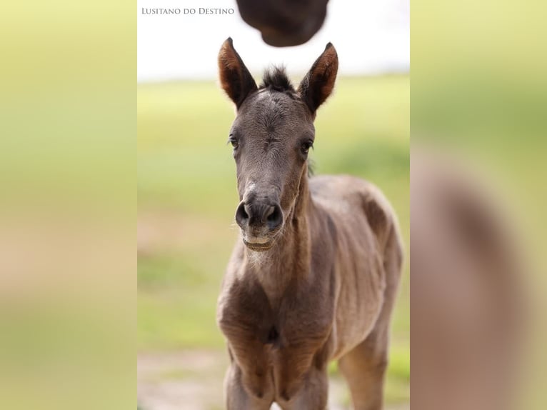 Lusitanos Mestizo Yegua 1 año 160 cm Negro in Générac