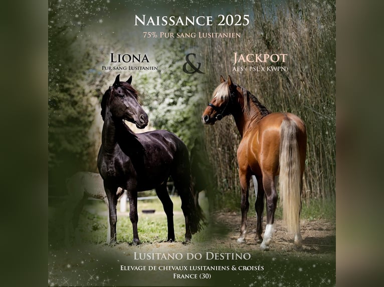 Lusitanos Mestizo Yegua 1 año 160 cm Negro in Générac