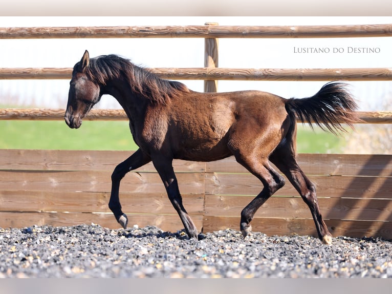 Lusitanos Mestizo Yegua 1 año 160 cm Negro in Générac