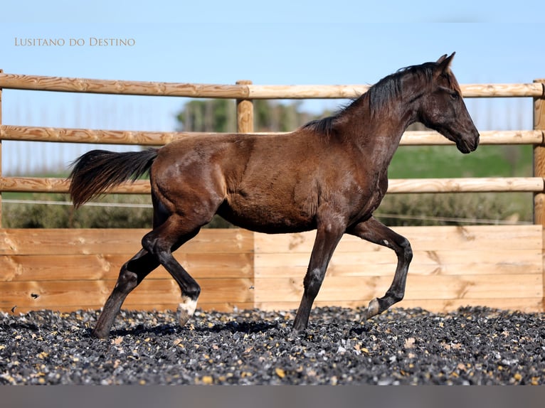 Lusitanos Mestizo Yegua 1 año 160 cm Negro in Générac