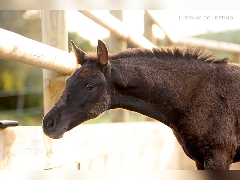 Lusitanos Mestizo Yegua 1 año 160 cm Negro in Générac