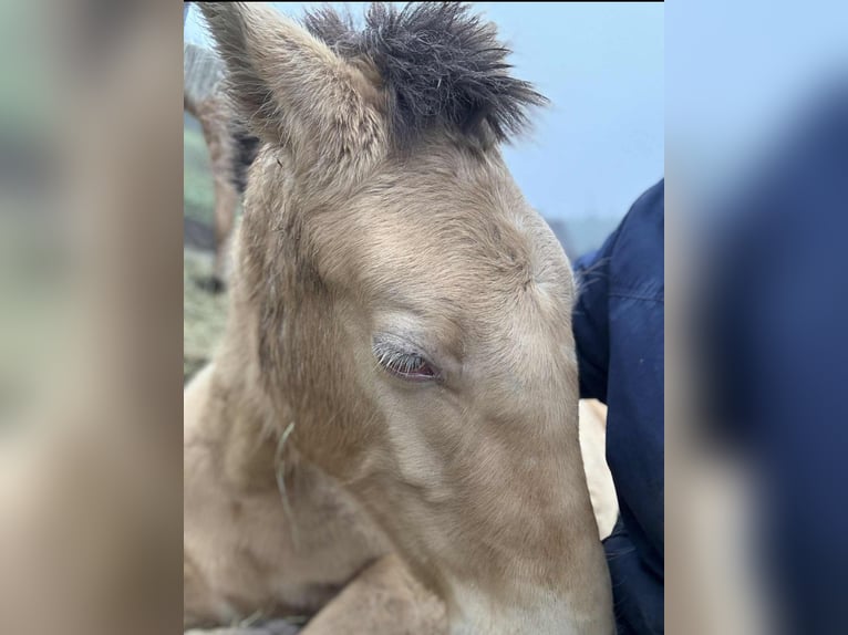 Lusitanos Mestizo Yegua 1 año 162 cm Perla in Birkenfeld