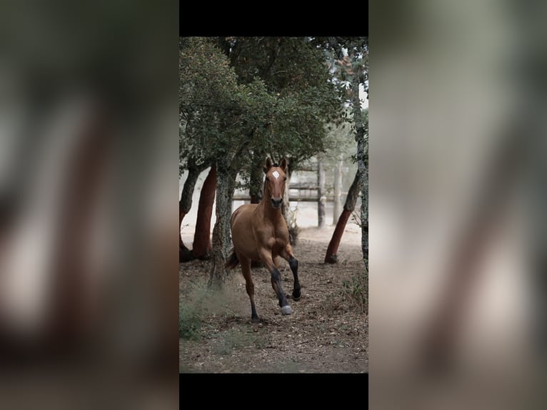 Lusitanos Mestizo Yegua 1 año 163 cm Bayo in Rio Maior