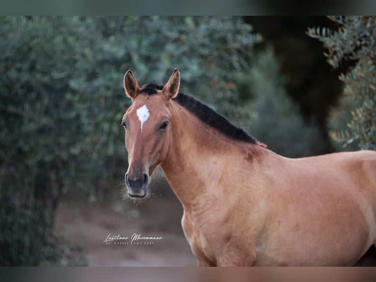Lusitanos Mestizo Yegua 1 año 163 cm Bayo in Rio Maior