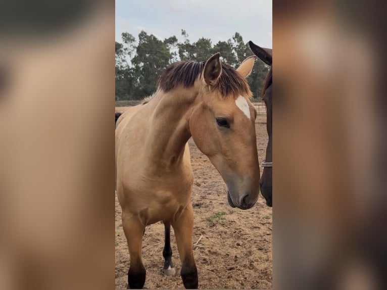 Lusitanos Yegua 1 año 163 cm Buckskin/Bayo in Caldas da Rainha