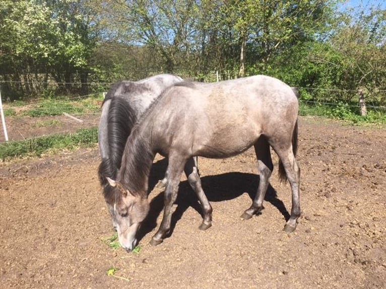 Lusitanos Mestizo Yegua 1 año 165 cm Musgo marrón in Groß Vollstedt