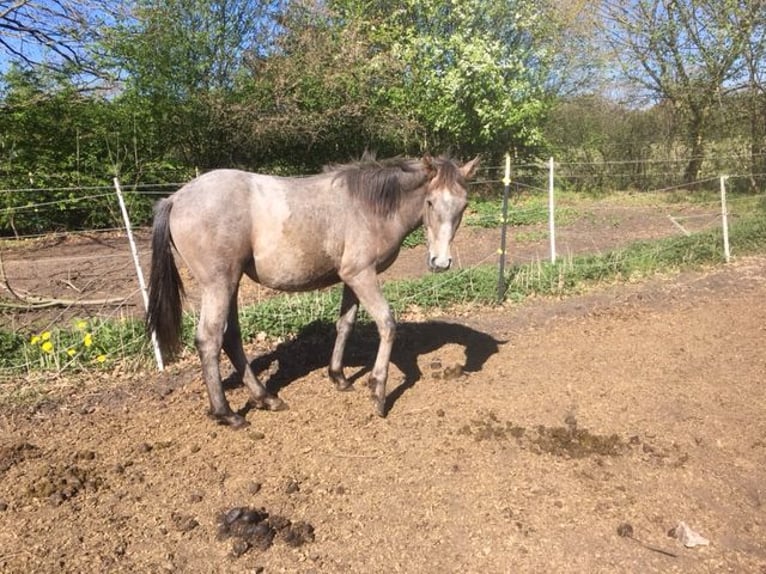Lusitanos Mestizo Yegua 1 año 165 cm Musgo marrón in Groß Vollstedt