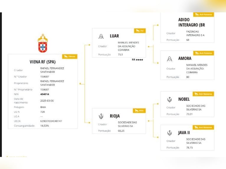 Lusitanos Yegua 1 año Bayo in Bolonia