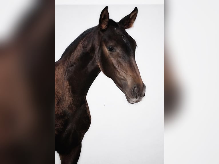 Lusitanos Yegua 1 año Castaño oscuro in Soyen