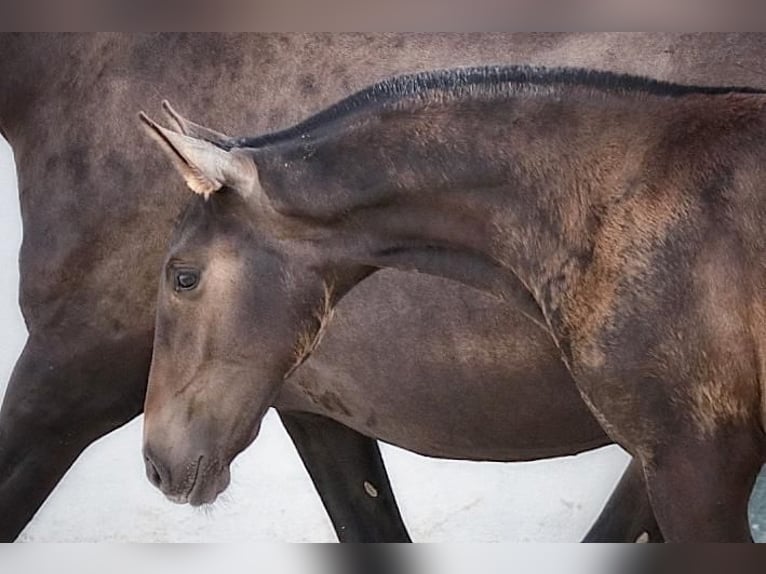 Lusitanos Yegua 1 año Castaño oscuro in Soyen