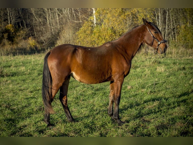 Lusitanos Yegua 1 año Castaño rojizo in Kauda