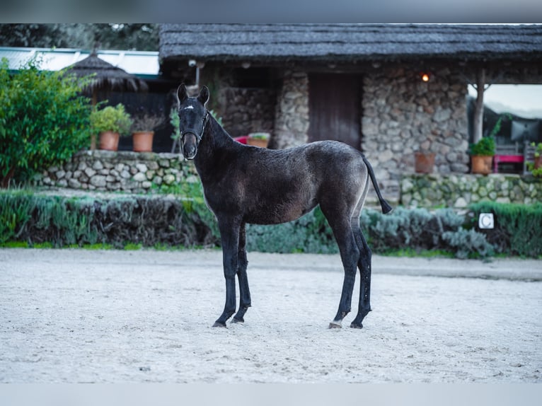 Lusitanos Yegua 1 año Tordo in El Jaral