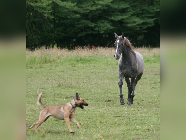 Lusitanos Yegua 1 año Tordo in Saligny sur Roudon