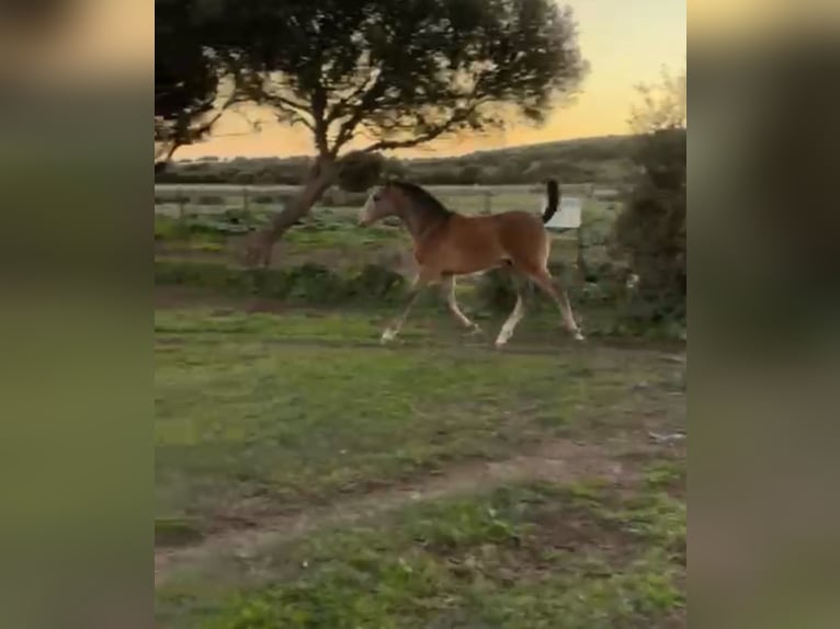 Lusitanos Mestizo Yegua 1 año Tordo in Las Pi&#xF1;as