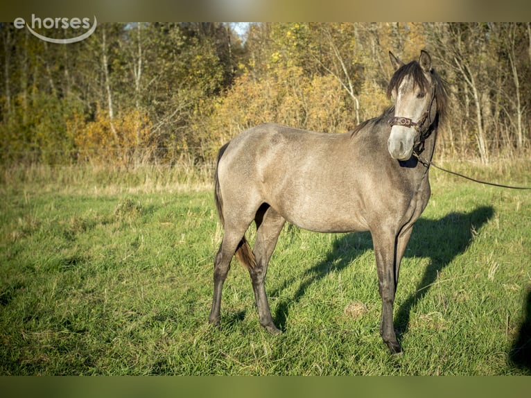 Lusitanos Yegua 2 años 146 cm Tordo in Kauda