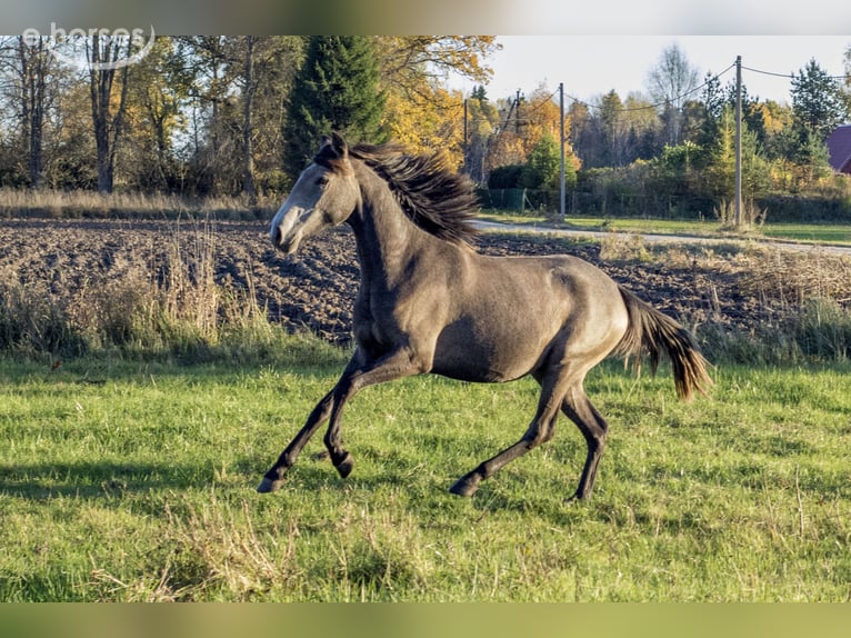 Lusitanos Yegua 2 años 146 cm Tordo in Kauda