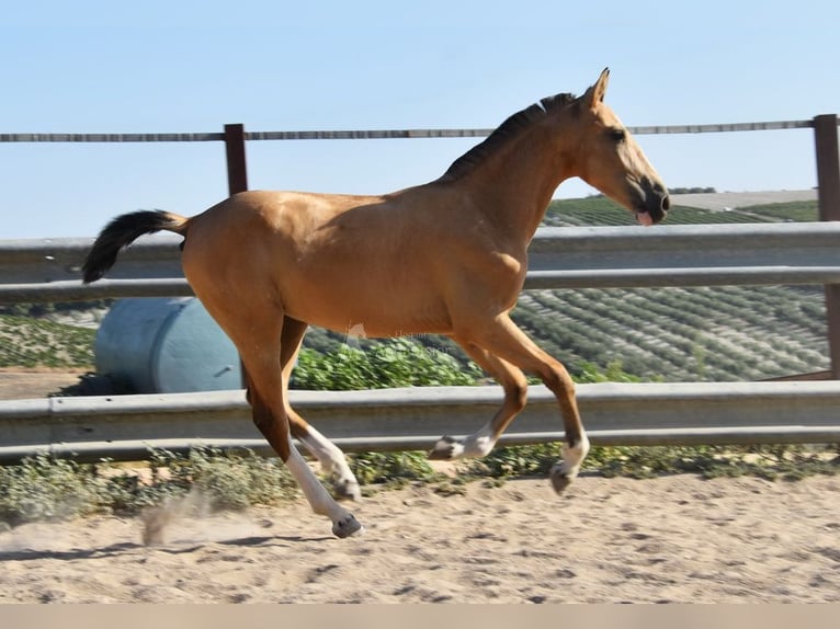 Lusitanos Yegua 2 años 148 cm Bayo in Provinz Cordoba
