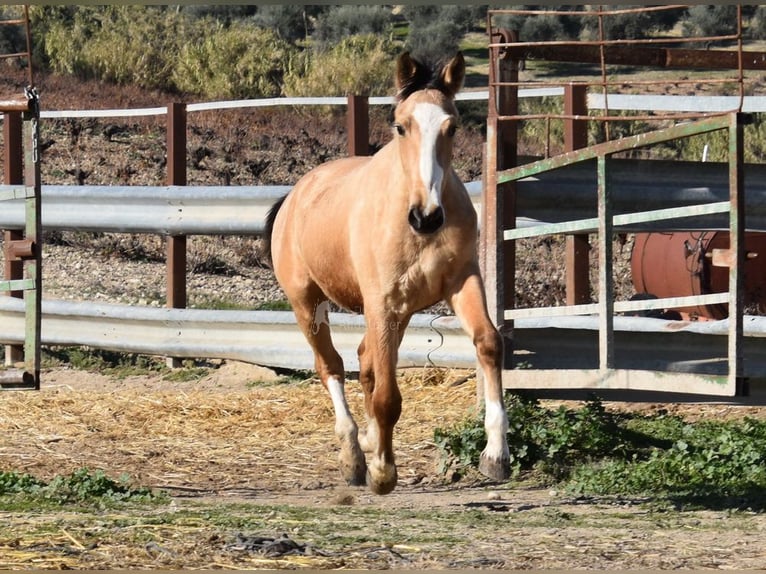 Lusitanos Yegua 2 años 148 cm Bayo in Provinz Cordoba