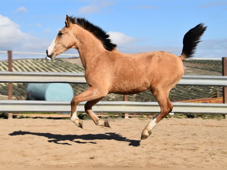Lusitanos Yegua 2 años 148 cm Bayo in Provinz Cordoba