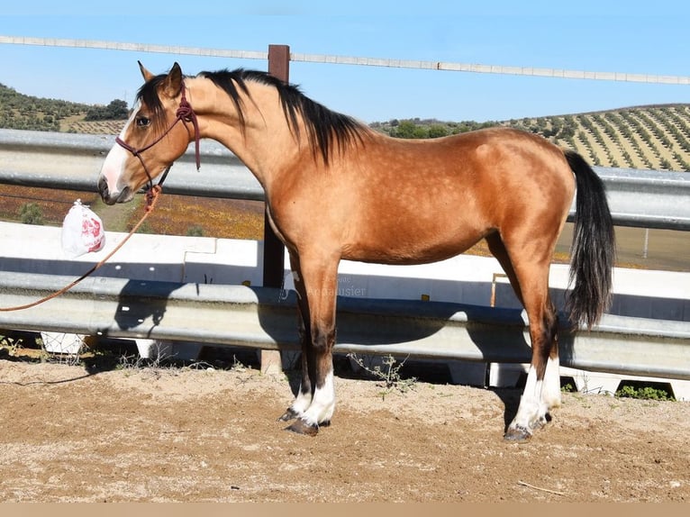 Lusitanos Yegua 2 años 150 cm Bayo in Provinz Cordoba