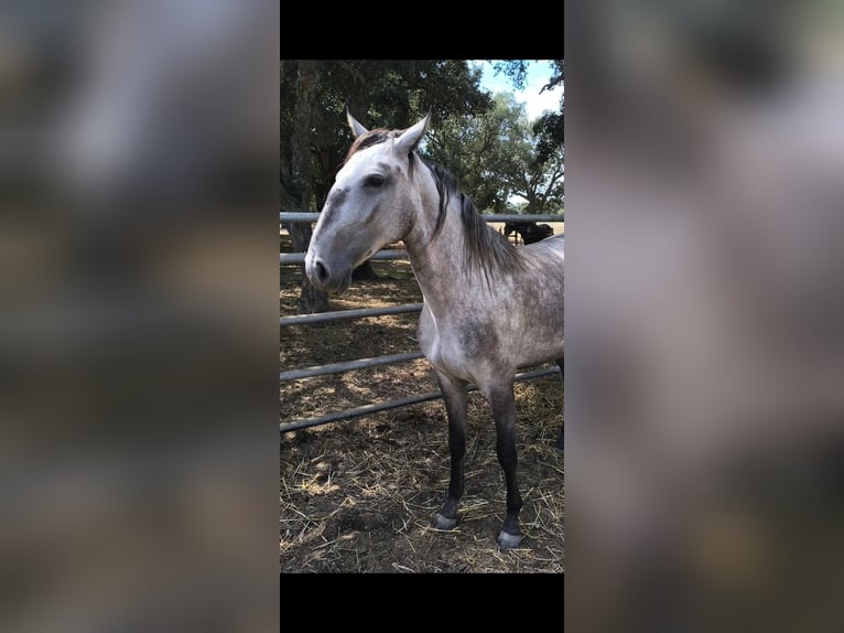 Lusitanos Yegua 2 años 152 cm Tordo in Galizae