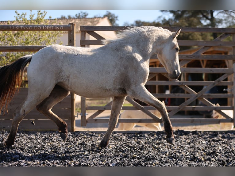 Lusitanos Mestizo Yegua 2 años 155 cm Bayo in Générac