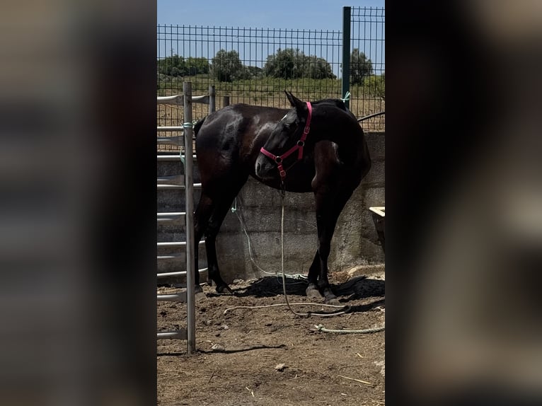 Lusitanos Yegua 2 años 155 cm Tordo in Santarém