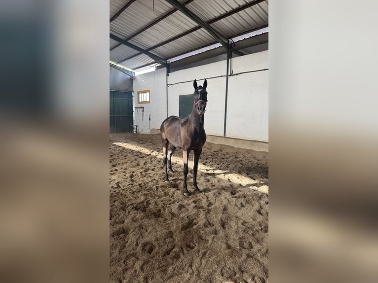 Lusitanos Yegua 2 años 155 cm Tordo in Santarém