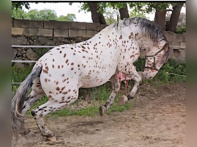 Lusitanos Mestizo Yegua 2 años 156 cm Buckskin/Bayo in Valencia
