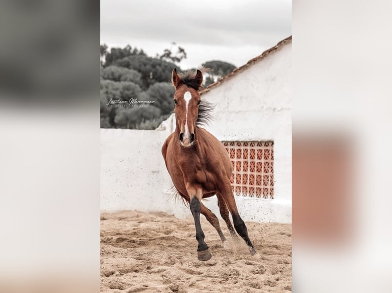 Lusitanos Yegua 2 años 158 cm Castaño in Rio Maior
