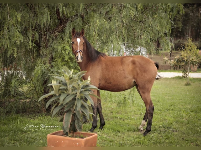 Lusitanos Yegua 2 años 158 cm Castaño in Rio Maior