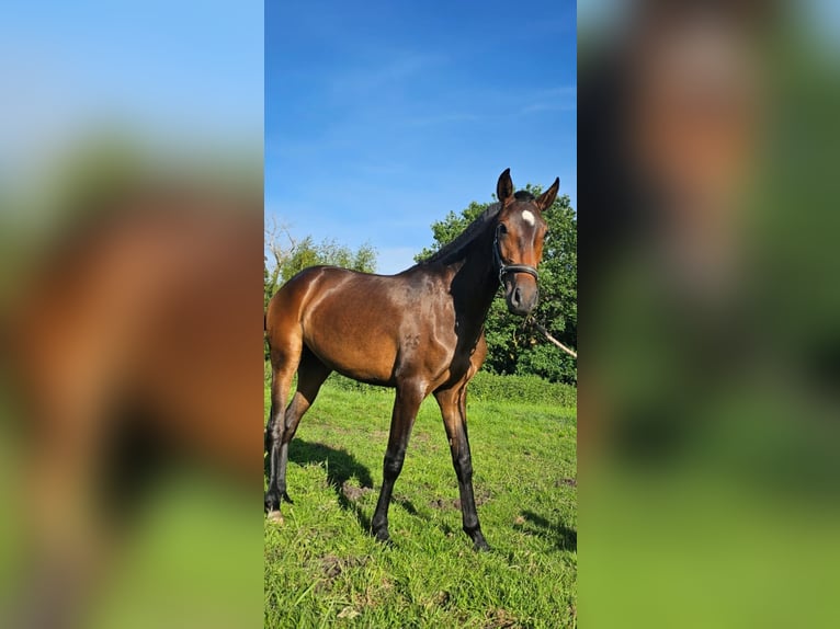 Lusitanos Yegua 2 años 158 cm Castaño in Hagen im Bremischen