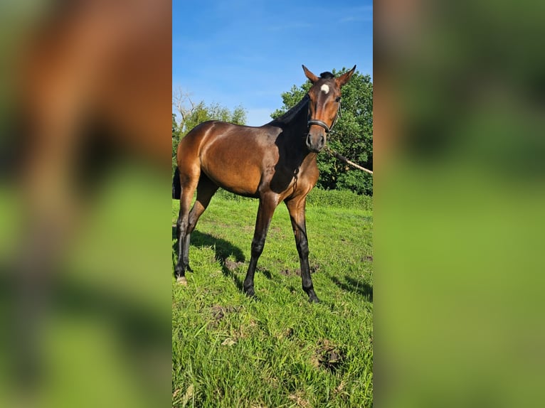 Lusitanos Yegua 2 años 158 cm Castaño in Hagen im Bremischen