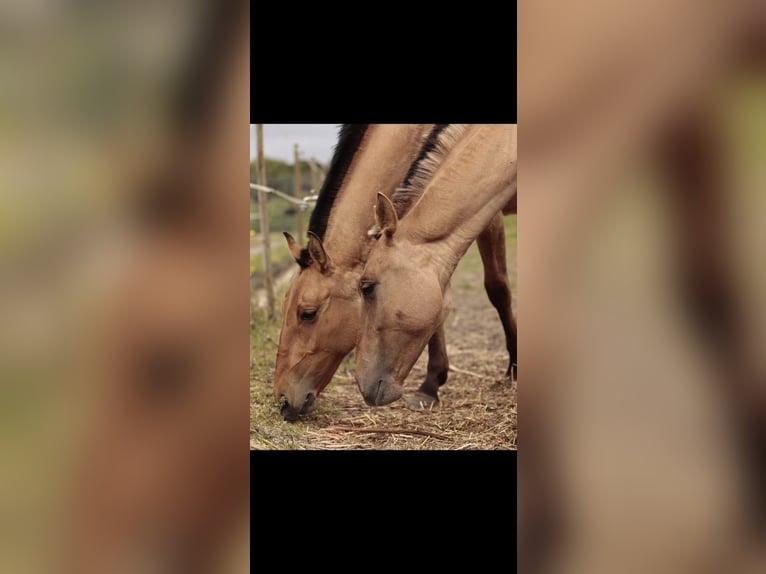 Lusitanos Mestizo Yegua 2 años 160 cm Bayo in Rio Maior