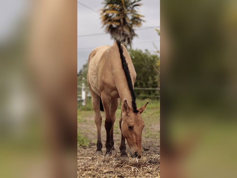 Lusitanos Mestizo Yegua 2 años 160 cm Bayo in Rio Maior