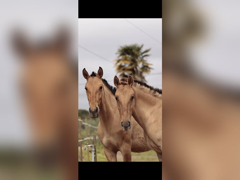 Lusitanos Mestizo Yegua 2 años 160 cm Bayo in Rio Maior