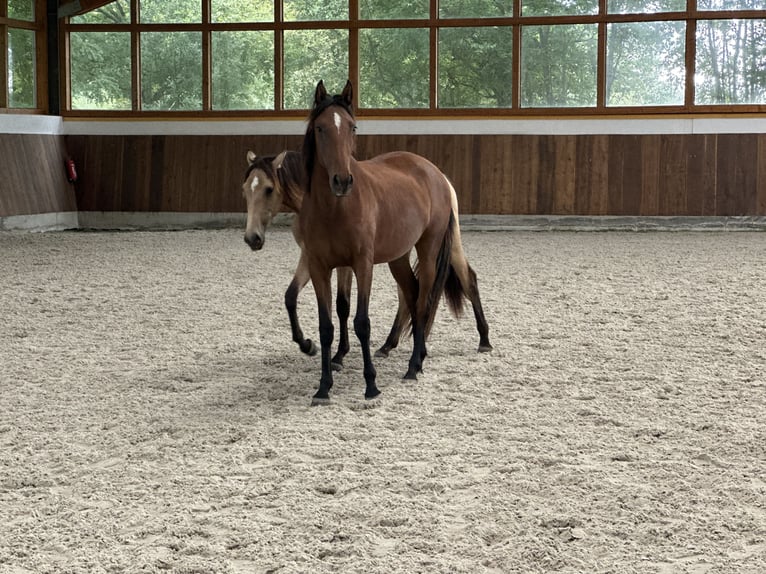 Lusitanos Yegua 2 años 160 cm Castaño in Bedburg
