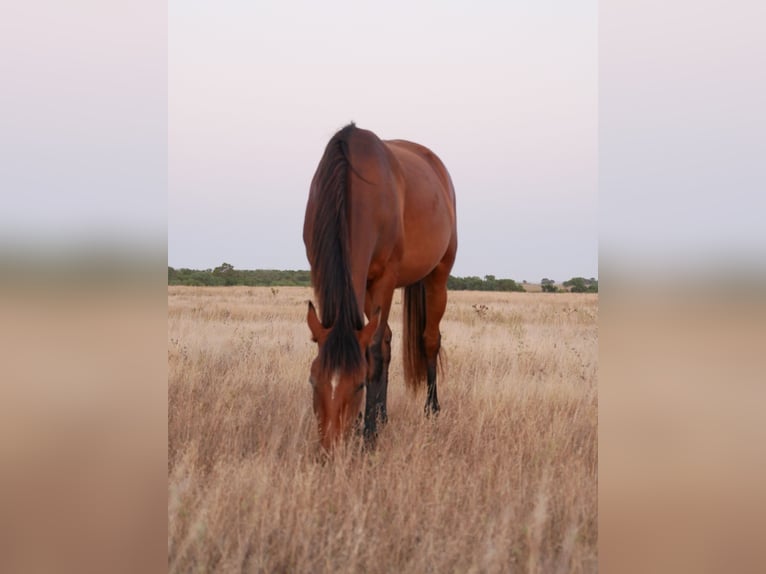 Lusitanos Yegua 2 años 160 cm Castaño in Bedburg