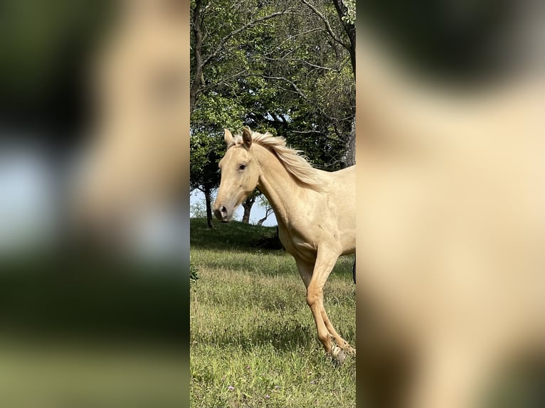 Lusitanos Yegua 2 años 160 cm Dunalino (Cervuno x Palomino) in Hýskov