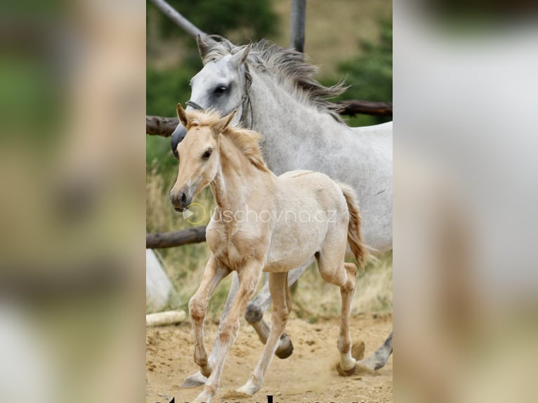 Lusitanos Yegua 2 años 160 cm Dunalino (Cervuno x Palomino) in Hýskov