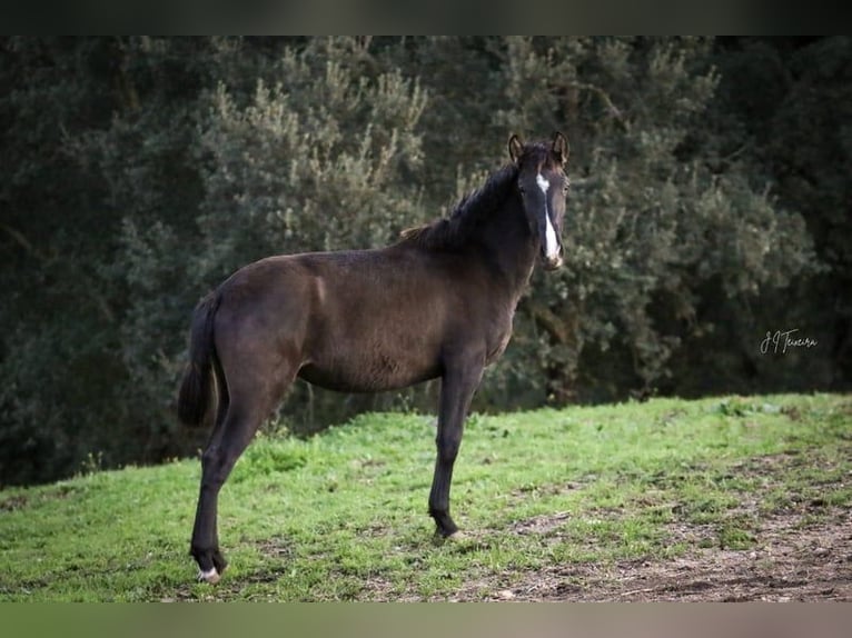 Lusitanos Yegua 2 años 160 cm Negro in Rio Maior