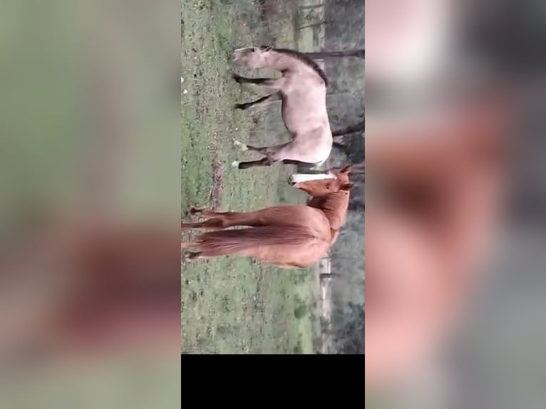 Lusitanos Mestizo Yegua 2 años 162 cm Alazán in Rückweiler