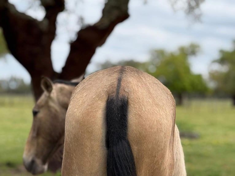 Lusitanos Yegua 2 años 162 cm Bayo in Samora Correia
