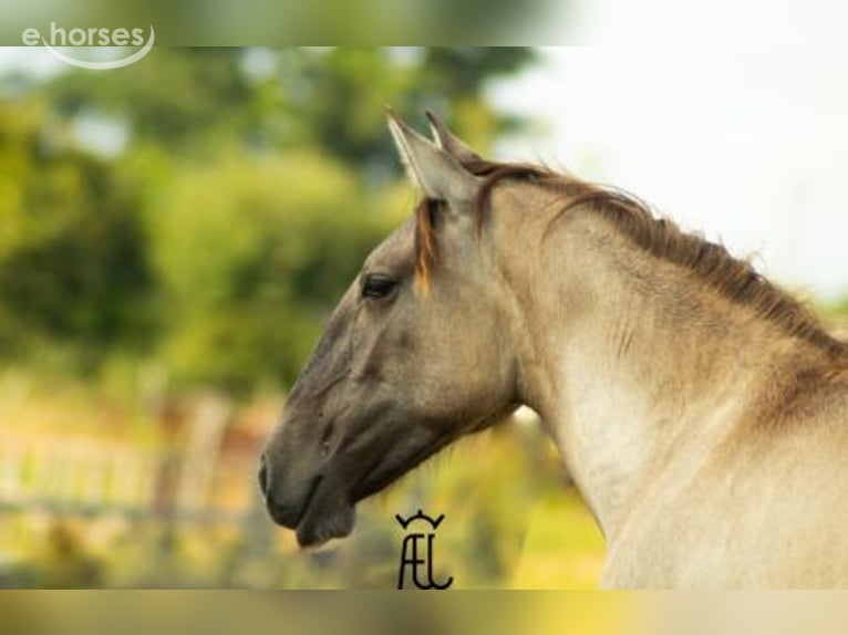 Lusitanos Yegua 2 años 162 cm Grullo in Pluvigner