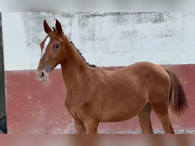 Lusitanos Mestizo Yegua 2 años 163 cm Atigrado/Moteado in Marinha Grande