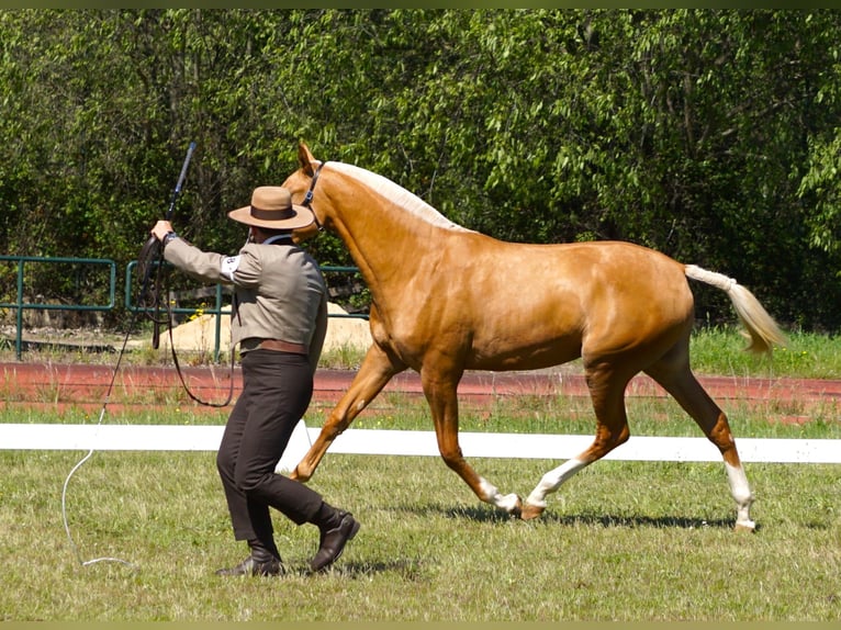 Lusitanos Yegua 2 años 164 cm Palomino in RIBAMAR