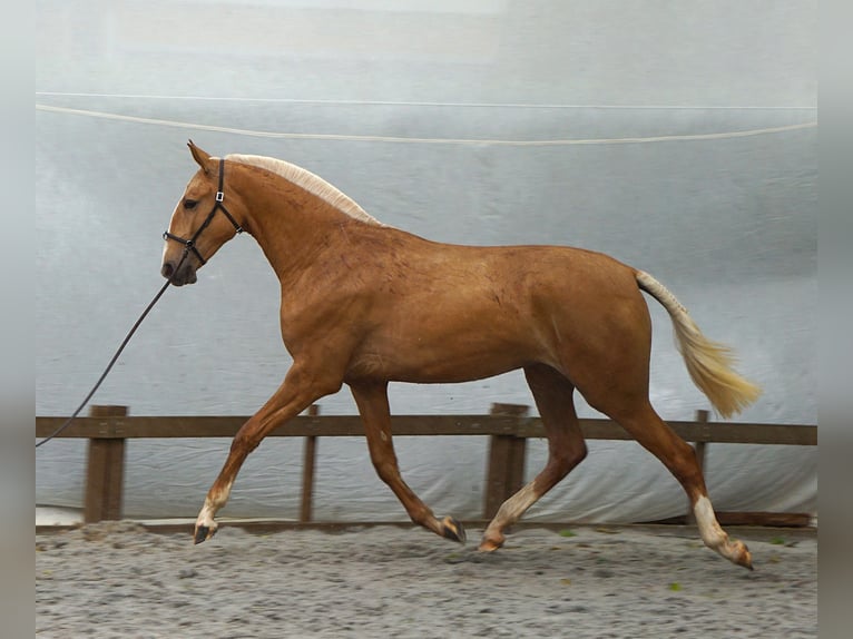 Lusitanos Yegua 2 años 164 cm Palomino in RIBAMAR