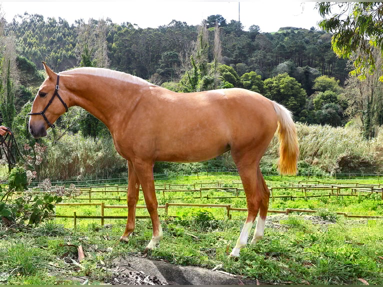 Lusitanos Yegua 2 años 164 cm Palomino in RIBAMAR
